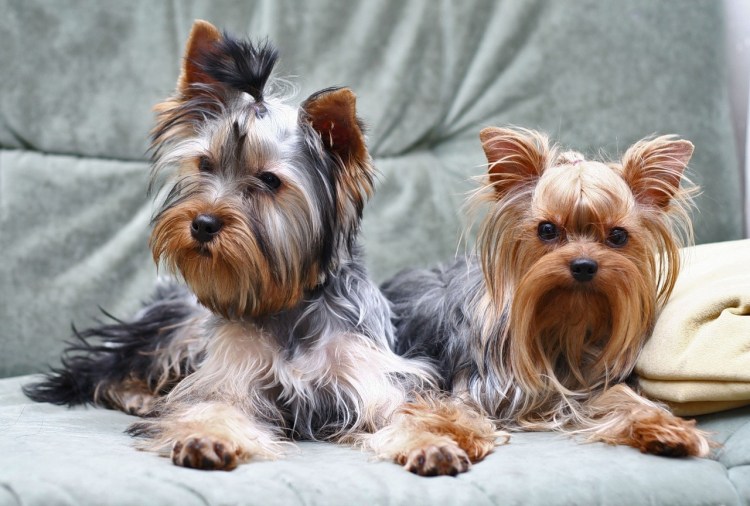 Как выглядит взрослый Йорк