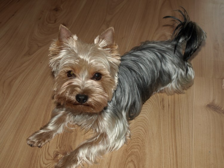 Йоркширский терьер серый