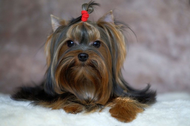 Йорки до 900 грамм вес