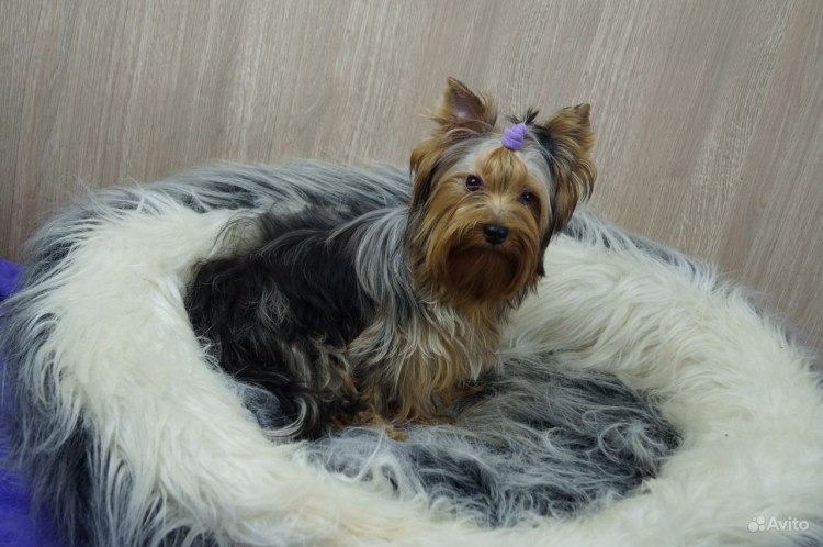 Золотистый Йорк для вязки