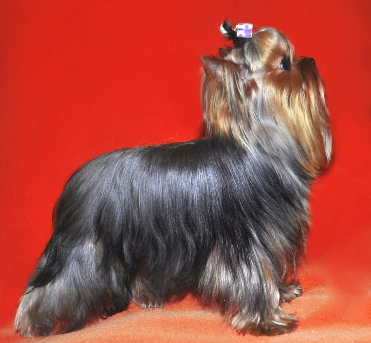 Йоркширский терьер фото