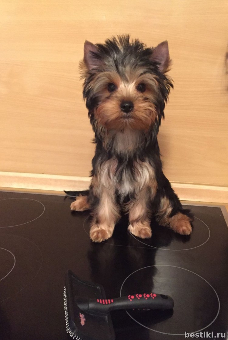 Йоркширский терьер стандарт