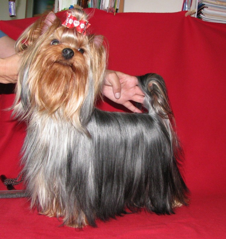 Стальной подпалый Йоркширский терьер