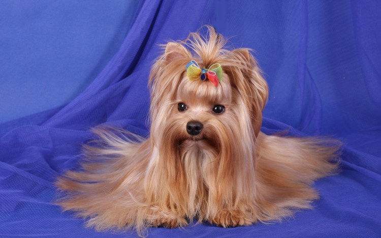 Голдаст терьер