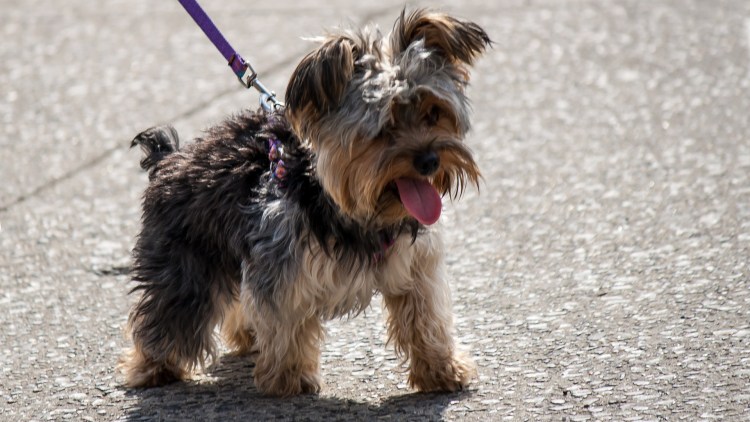 Крипторхизм у йоркширского терьера