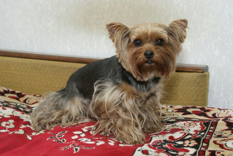 Окрасы йорков