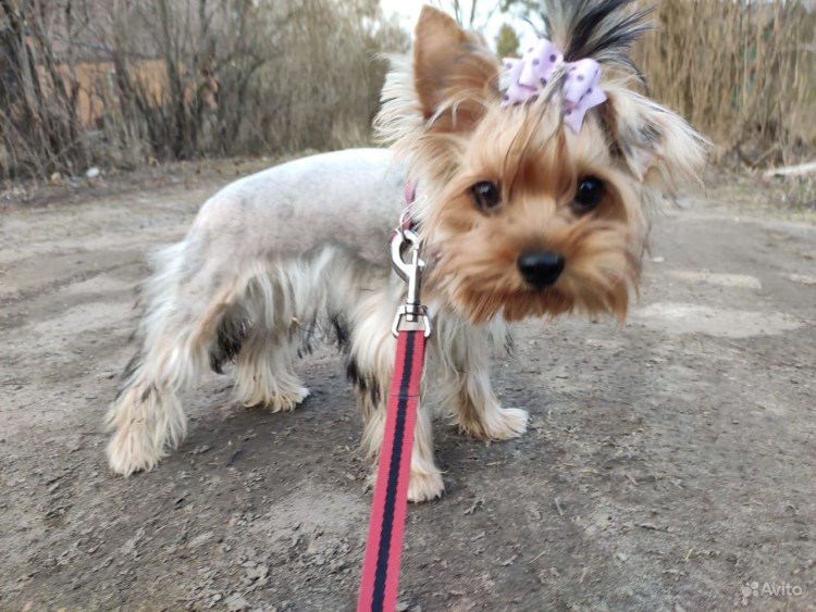 Бронзовый Йорк окрас