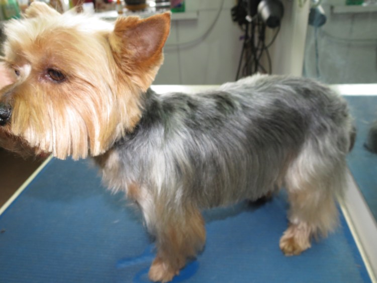 Йоркширский терьер стандарт