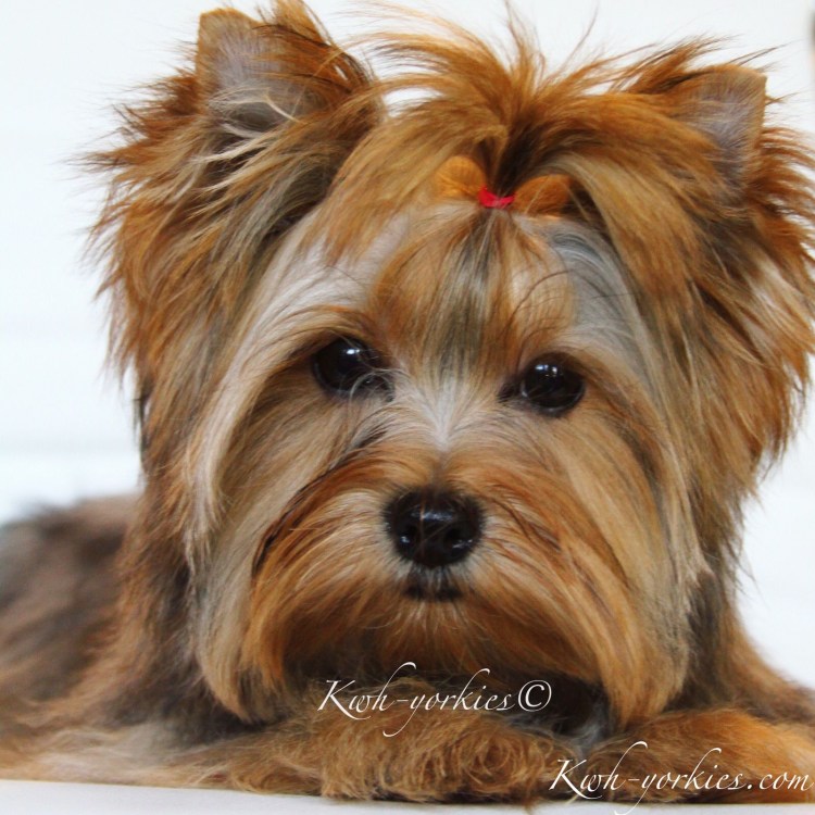 Йертеркшерийский терьер