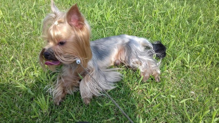 Йоркширский терьер светлый