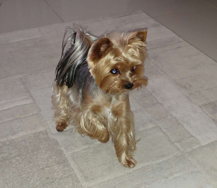 Стрижки екширов мальчиков