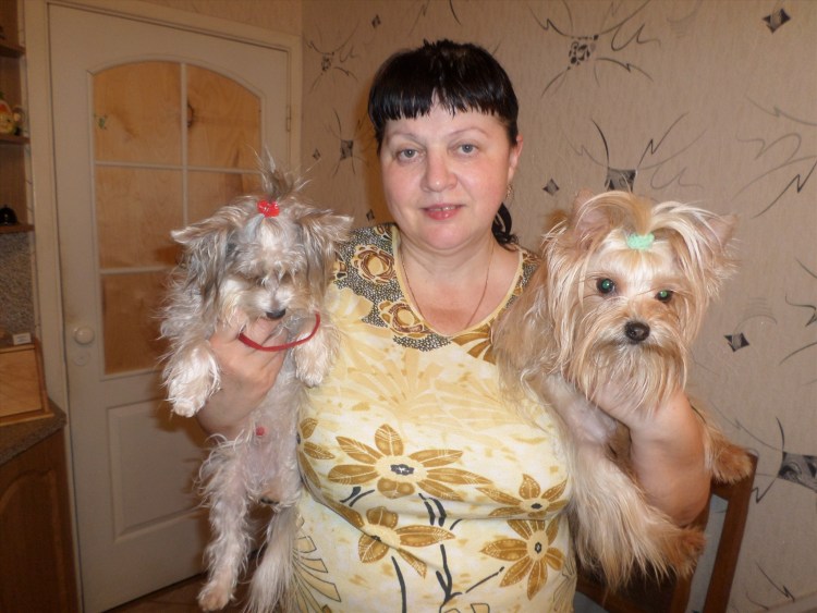 Йоркширский терьер