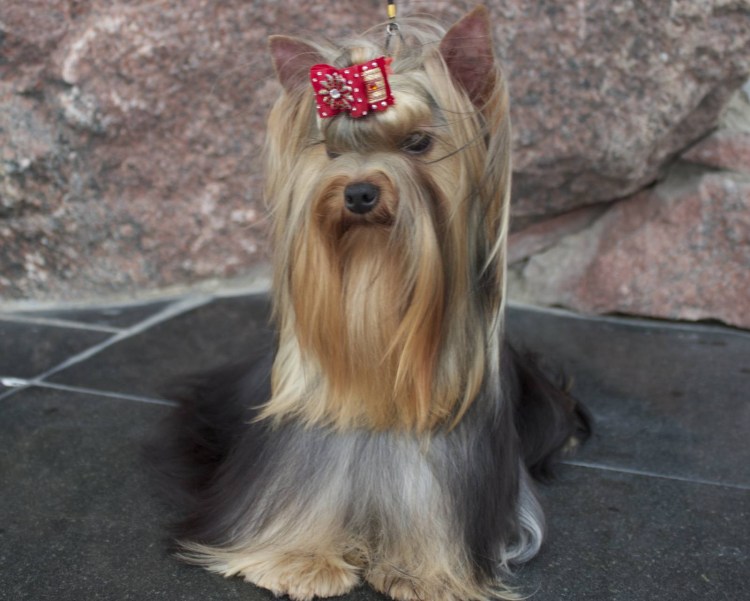 Йорк терьер 6 месяцев