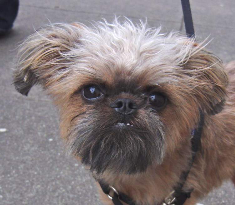 Бельгийский гриффон