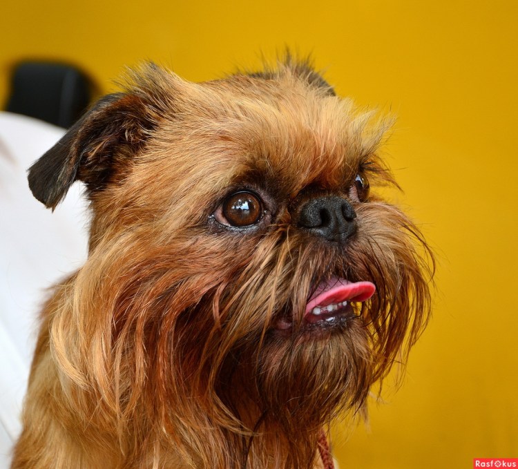 Мохнатая собачка