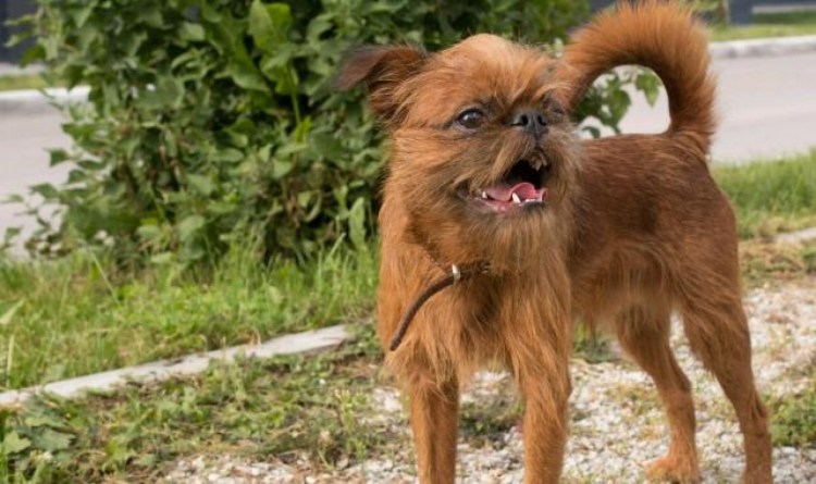 Порода гриффон страшная