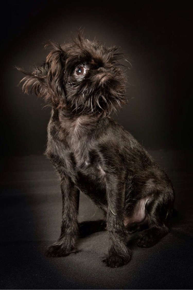 Гриффон бельгийский бородатый