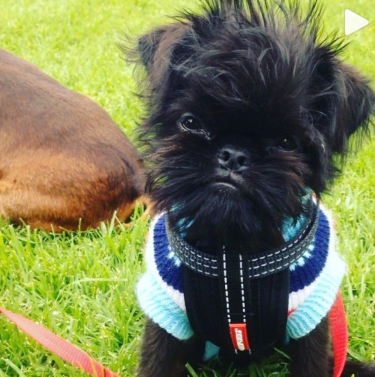 Бородатая собака порода гриффон