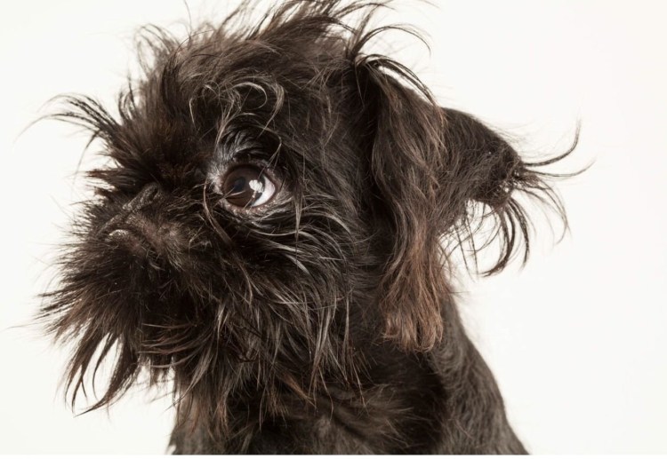 Гриффон испанский