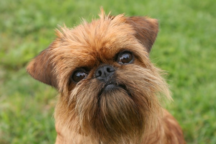 Бельгийский гриффон