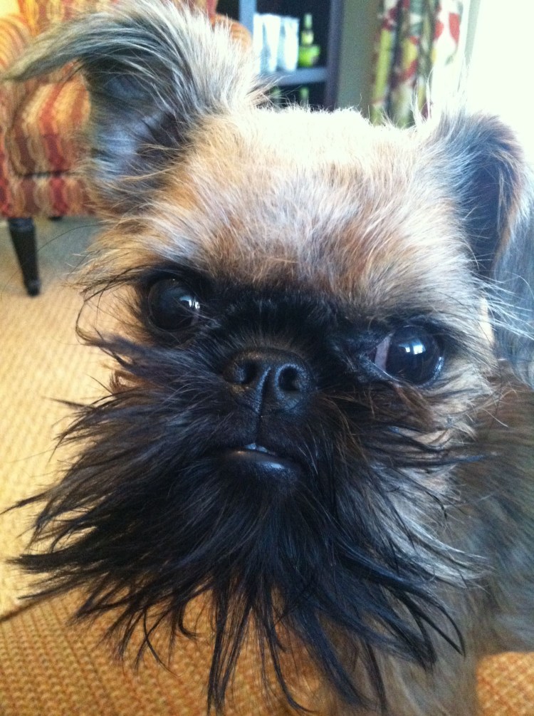 Аффенпинчер и Грифон