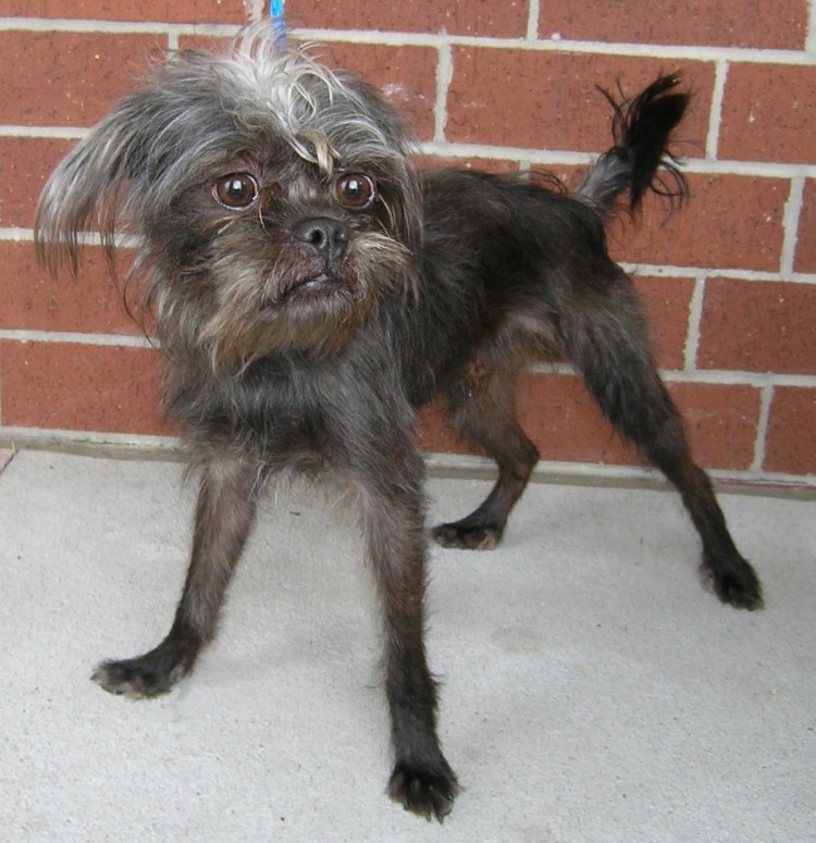 Гриффон бельгийский Брюссельский