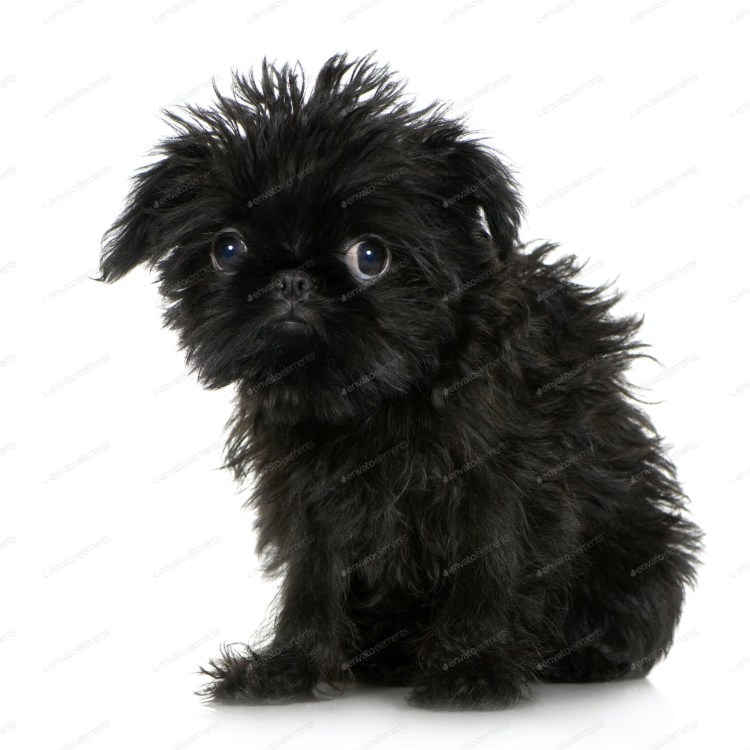 Порода собак гриффон Чубакка