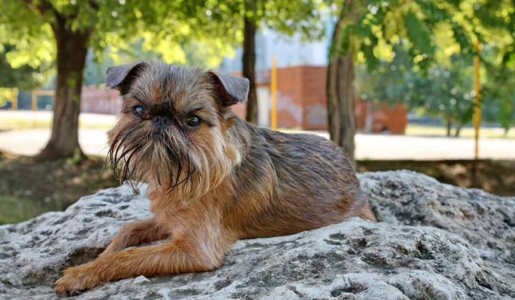 Брюссельский гриффон