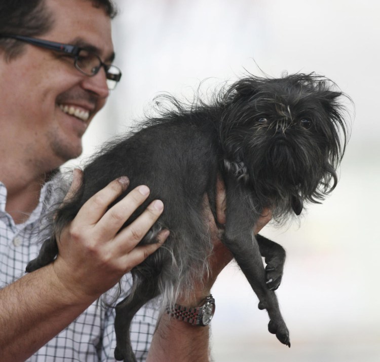 Бельгийский гриффон кальмар