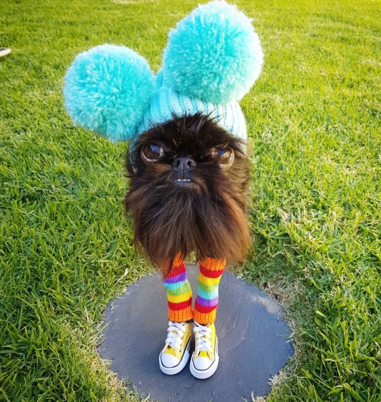 Бельгийский гриффон кальмар