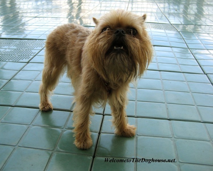 Брюссельский гриффон щенок