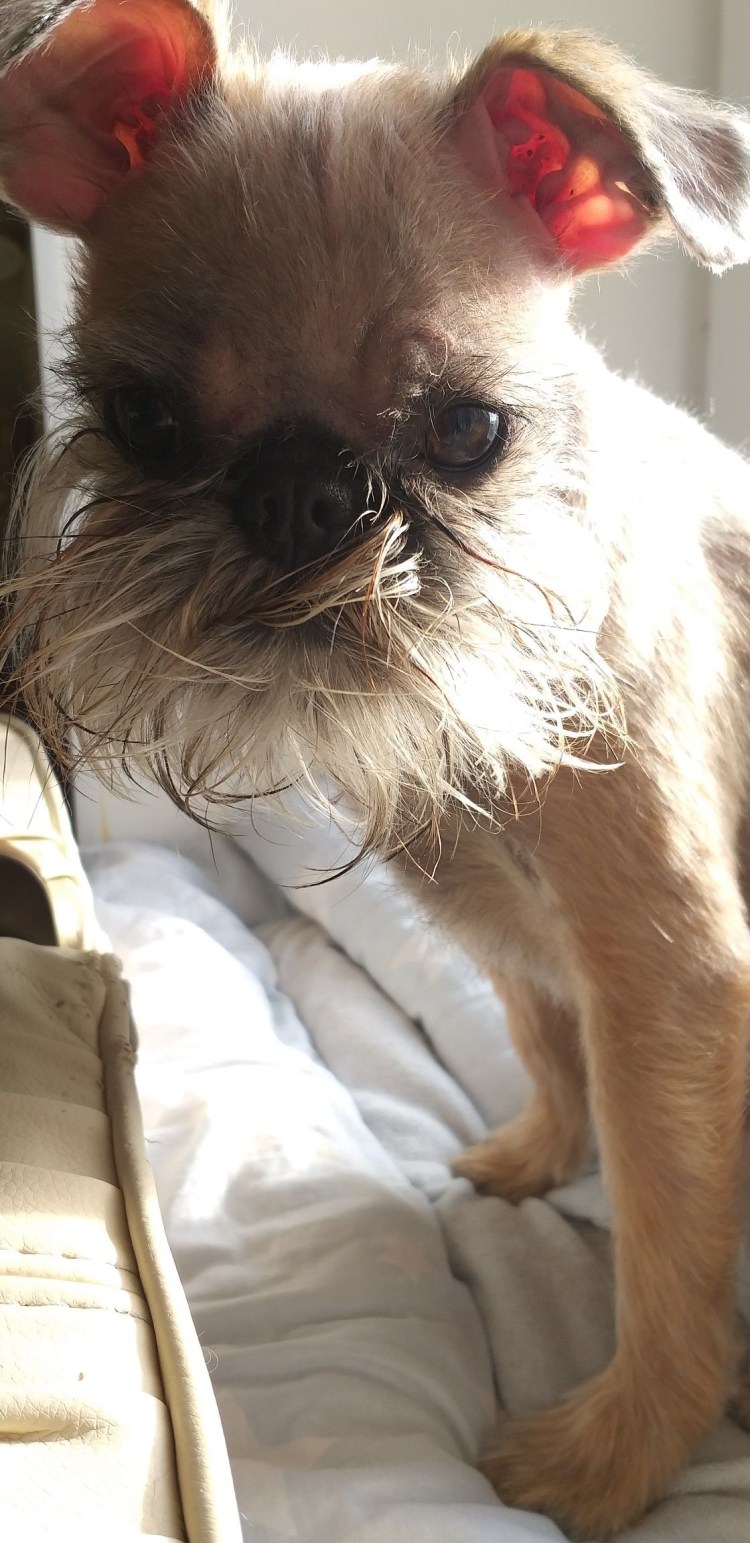 Бельгийский гриффон