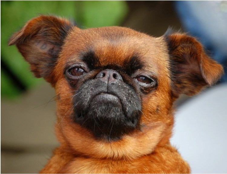 Гриффон Пти брабансон