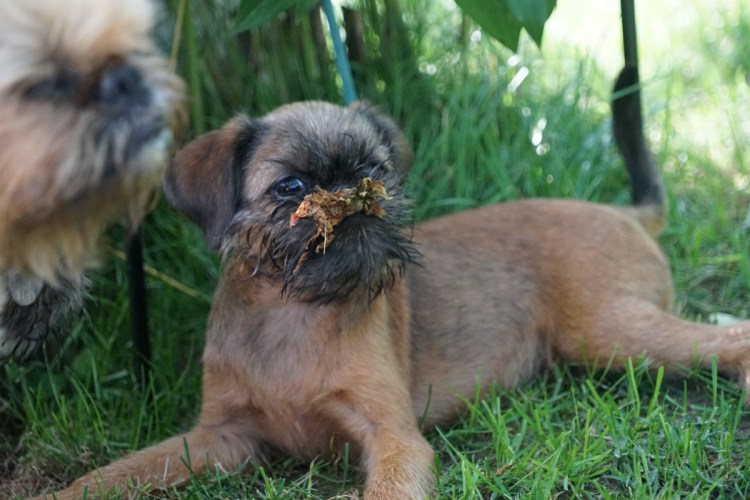 Брюссельский гриффон Чубака
