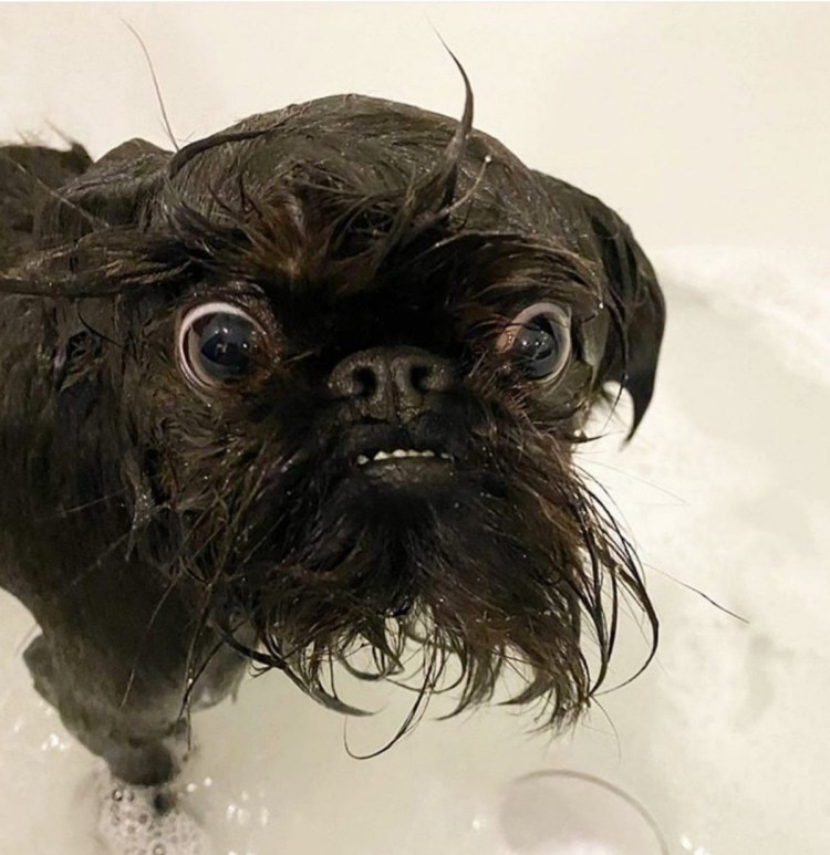 Гриффон бельгийский Брюссельский