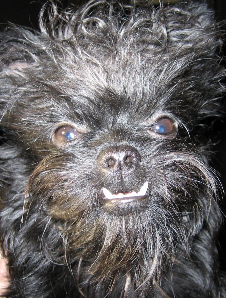 Брюссельский гриффон нестриженный