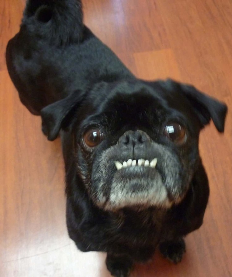 Брюссельский гриффон нестриженный