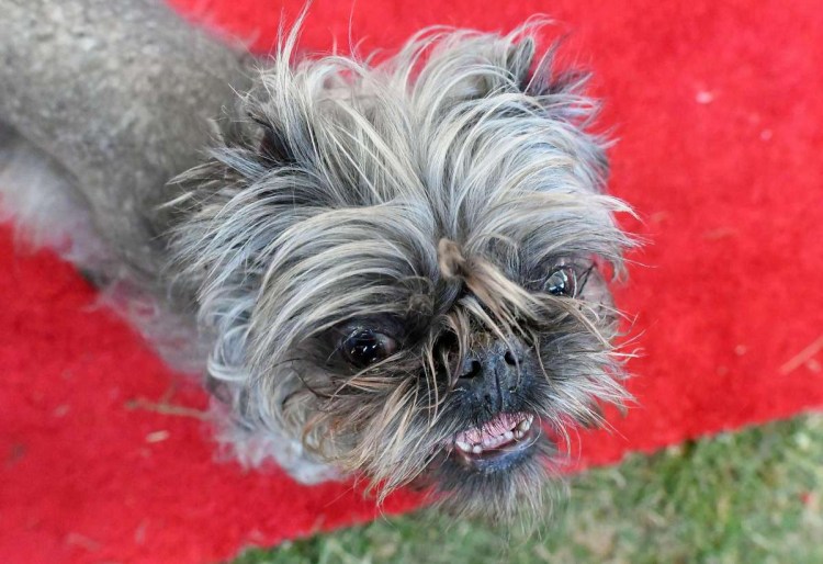 Бельгийский гриффон