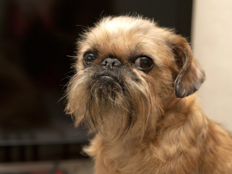 Неухоженный Брюссельский гриффон