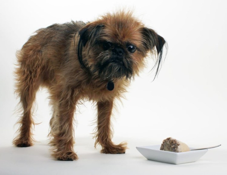 Чубакка и гриффон