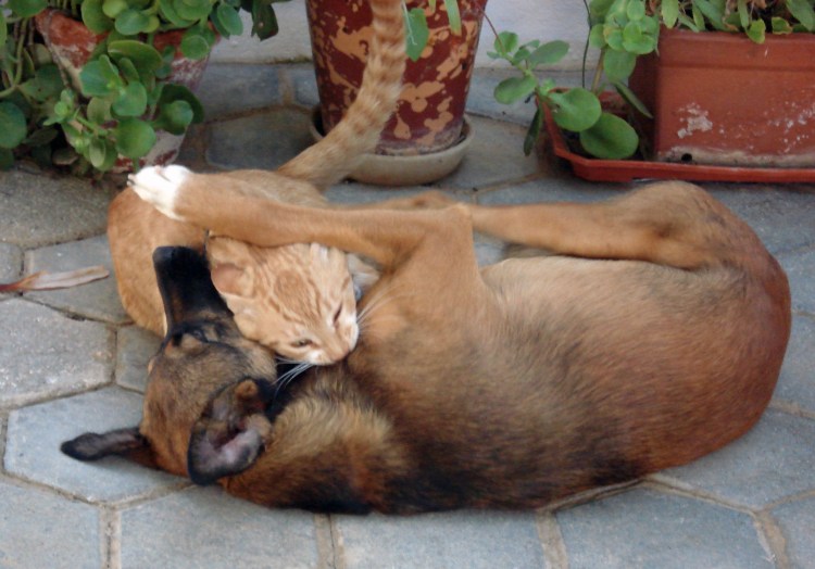 Александр-Франсуа ДЕПОРТ