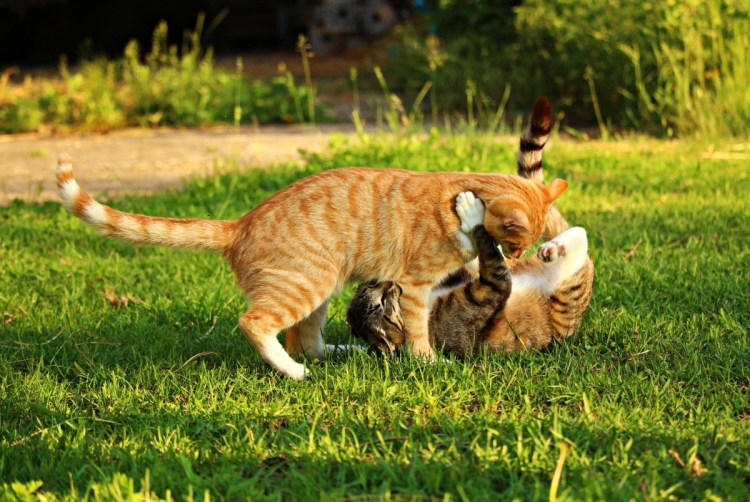 Собака разнимает котов видео