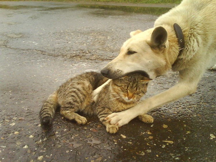 Кошки и собаки приколы