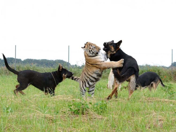 Собака с кошкой дружат