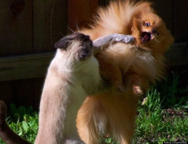 Драка кота и собаки