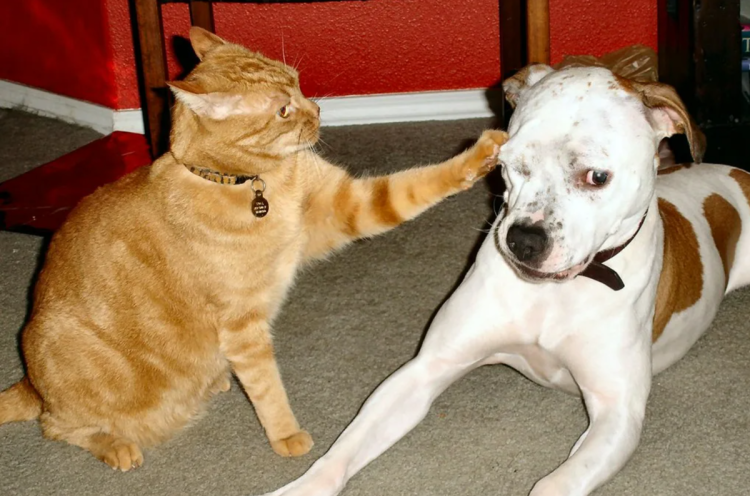 Кот и собака дерутся