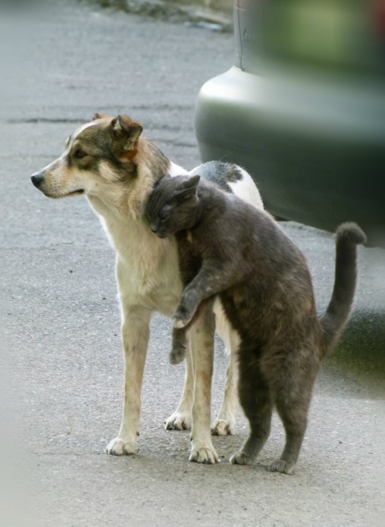 Кролики дерутся