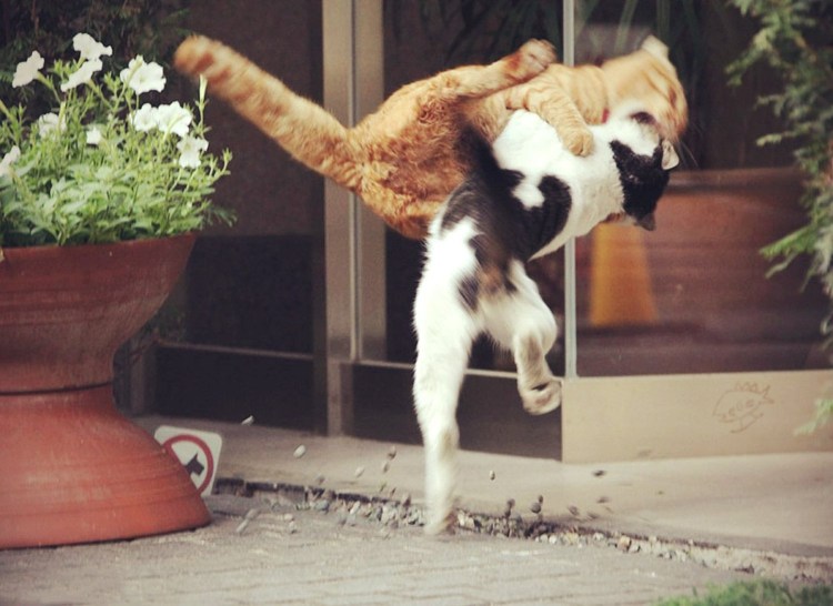 Бездомные животные кот и собака