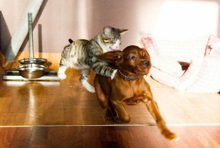 Вражда кошек и собак