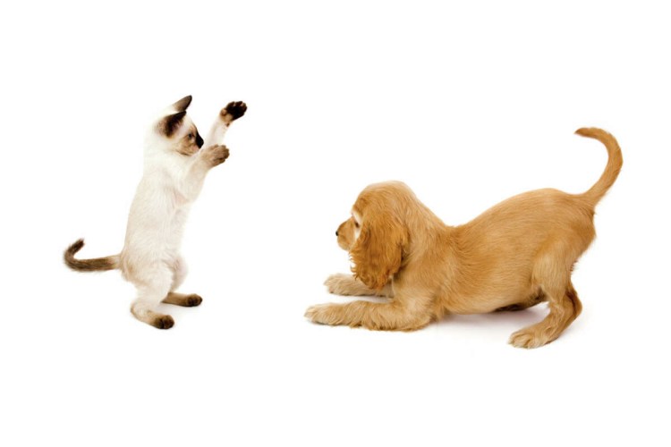 Кот и собака дерутся